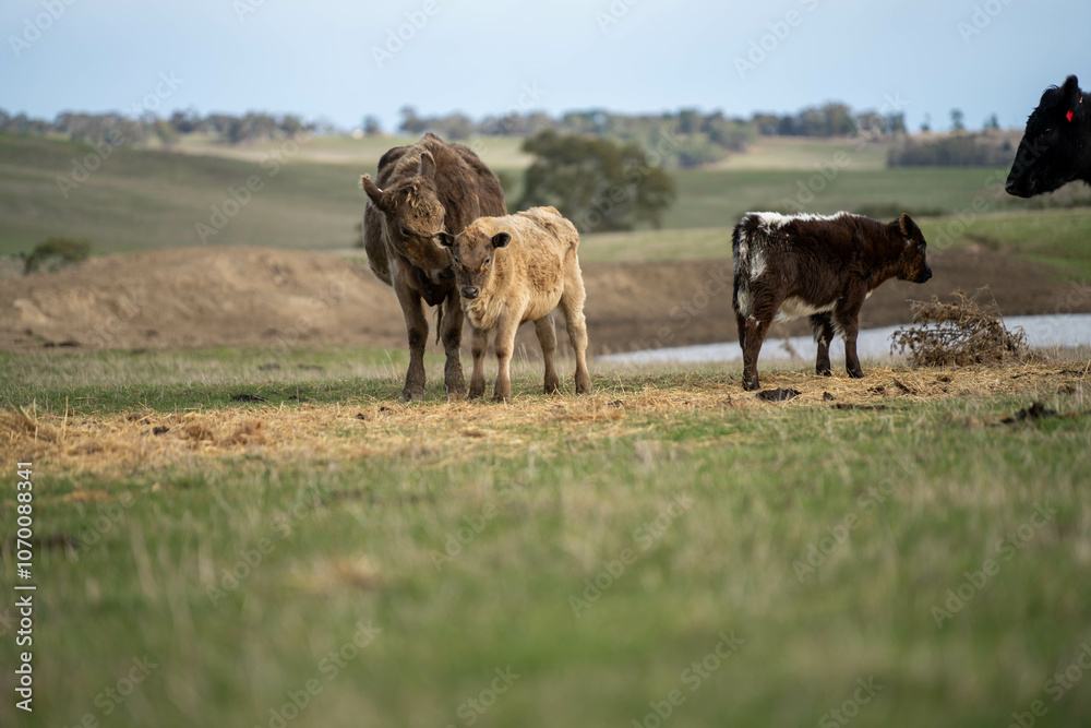 Fototapeta premium sustainable livestock farming with a cattle herd in a drought
