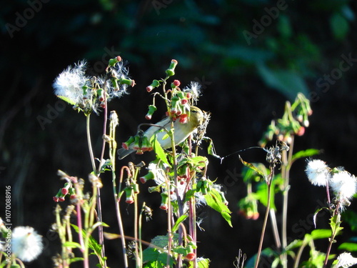 natural phylloscopus collybita bird photo photo