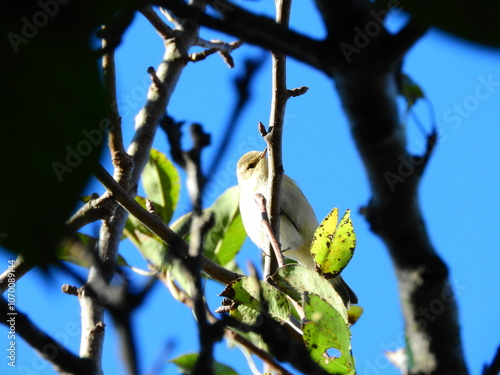 natural phylloscopus collybita bird photo photo