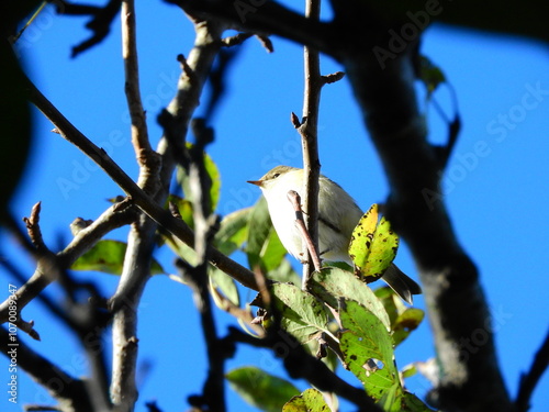 natural phylloscopus collybita bird photo photo