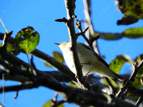 natural phylloscopus collybita bird photo photo