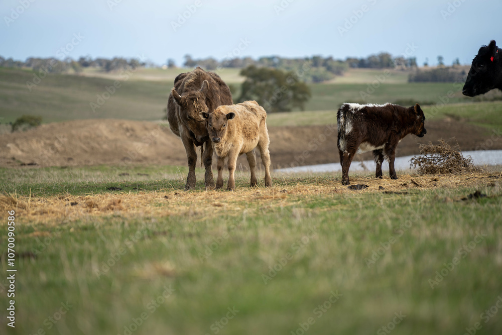 Obraz premium sustainable livestock farming with a cattle herd in a drought