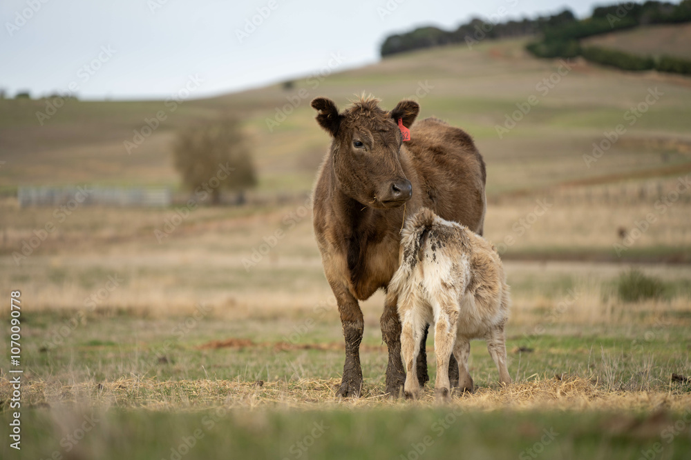 Obraz premium beef cows and calf on a farm eating hay in summer