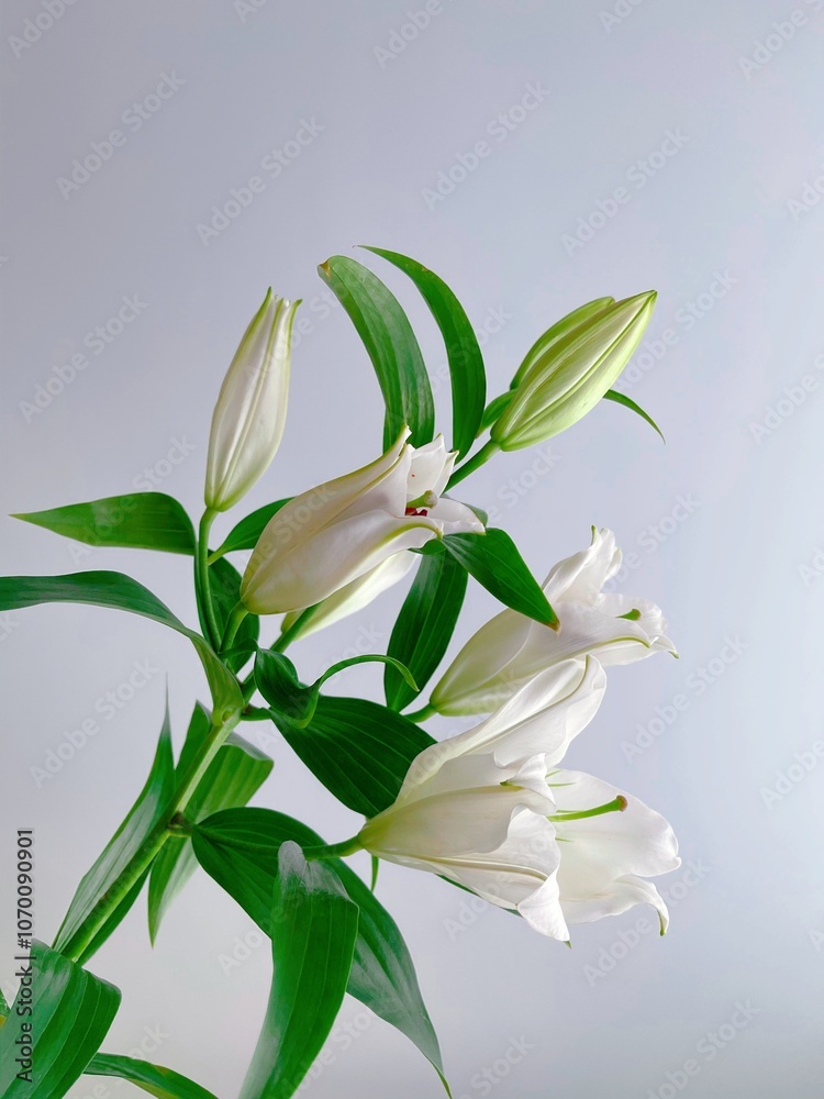 Fresh white lilium flower on the white background Fresh white lilium flower on the white background
