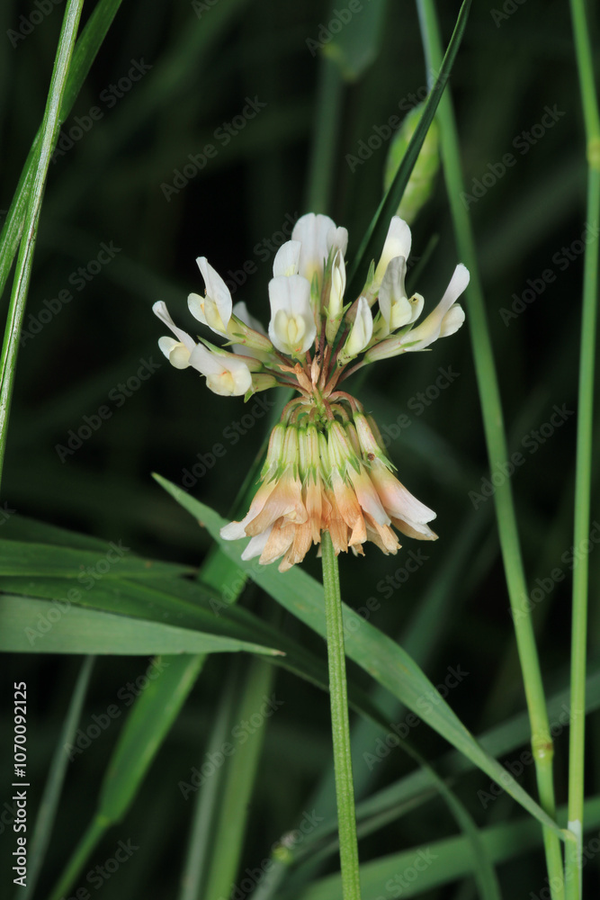 Fototapeta premium greater quaking grass plant macro photo
