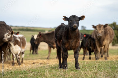 beef cows and calf on a farm eating hay in summer