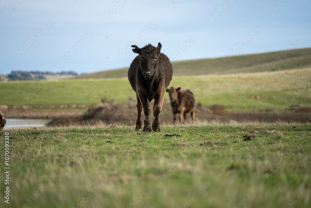 beautiful cattle in Australia eating grass, grazing on pasture. Herd of cows free range beef being regenerative raised on an agricultural farm. Sustainable farming beautiful cattle in Australia eating grass, grazing on pasture. Herd of cows free range beef being regenerative raised on an agricultural farm. Sustainable farming