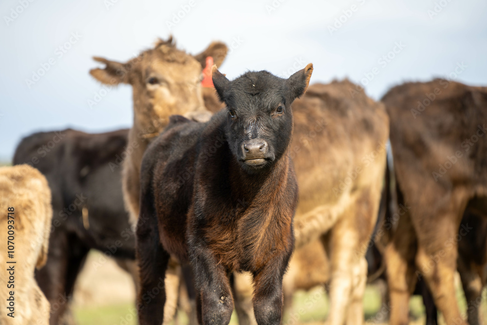 sustainable livestock farming with a cattle herd in a drought sustainable livestock farming with a cattle herd in a drought