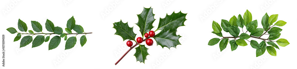 Green holly with three leaves and red berries for Christmas decoration isolated on transparent background. Green holly with three leaves and red berries for Christmas decoration isolated on transparent background.
