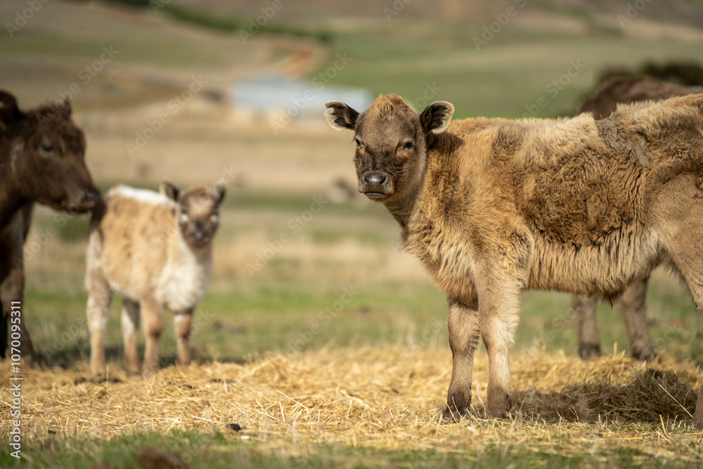 beef cows and calf on a farm eating hay in summer beef cows and calf on a farm eating hay in summer
