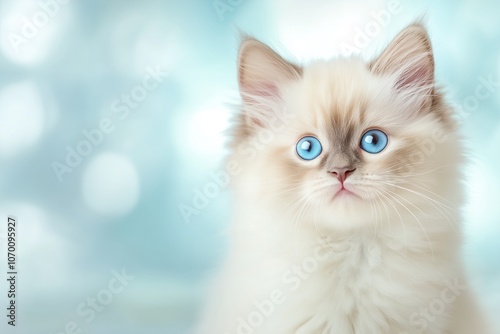 Cute adorable domestic Ragdoll kitten posing in studio.