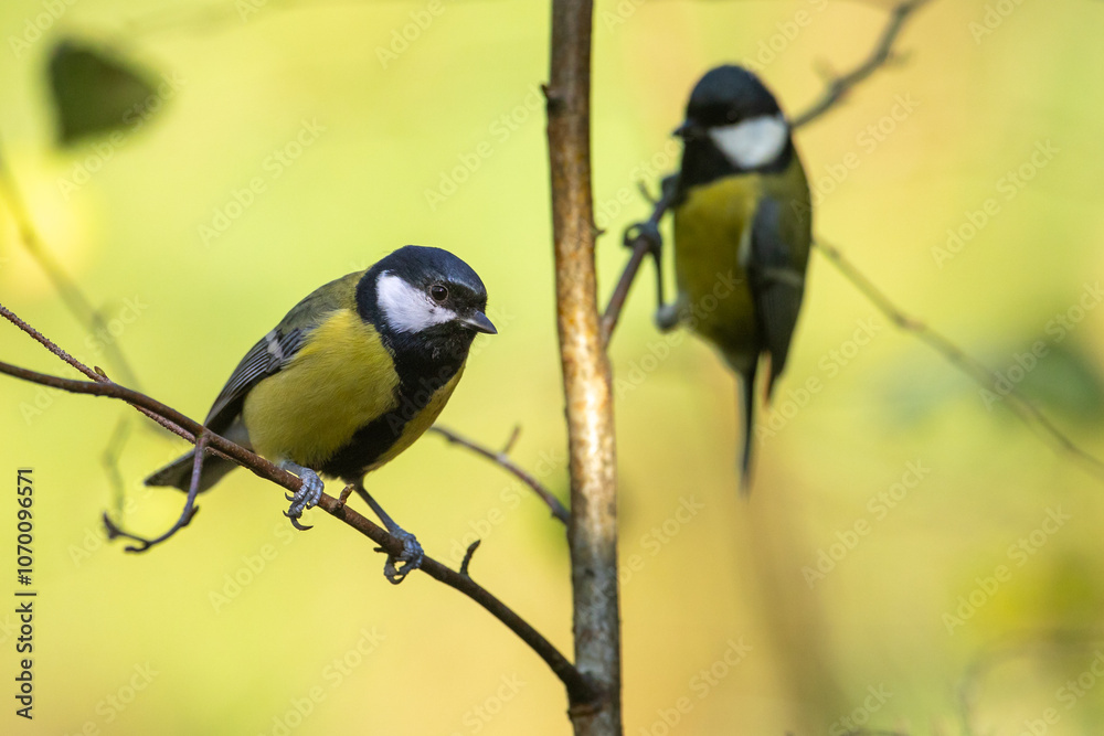 Obraz premium Bird - Colorful great tit Parus major drinking water and bathing in forest pond, photographed in horizontal, amazing background, summer time