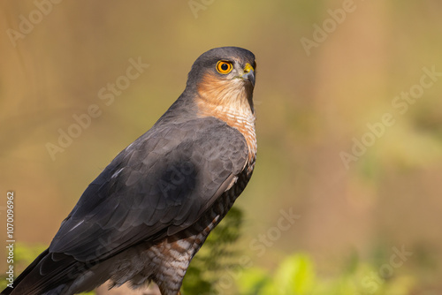 Birds of prey male Sparrowhawk Accipiter nisus, hunting time bird sitting on forrest pond and drinking water, Poland Europe