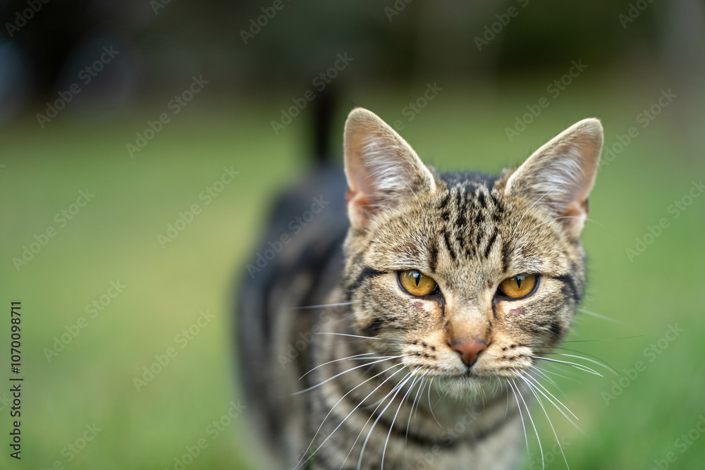 farm cat walking on the lawn outside farm cat walking on the lawn outside