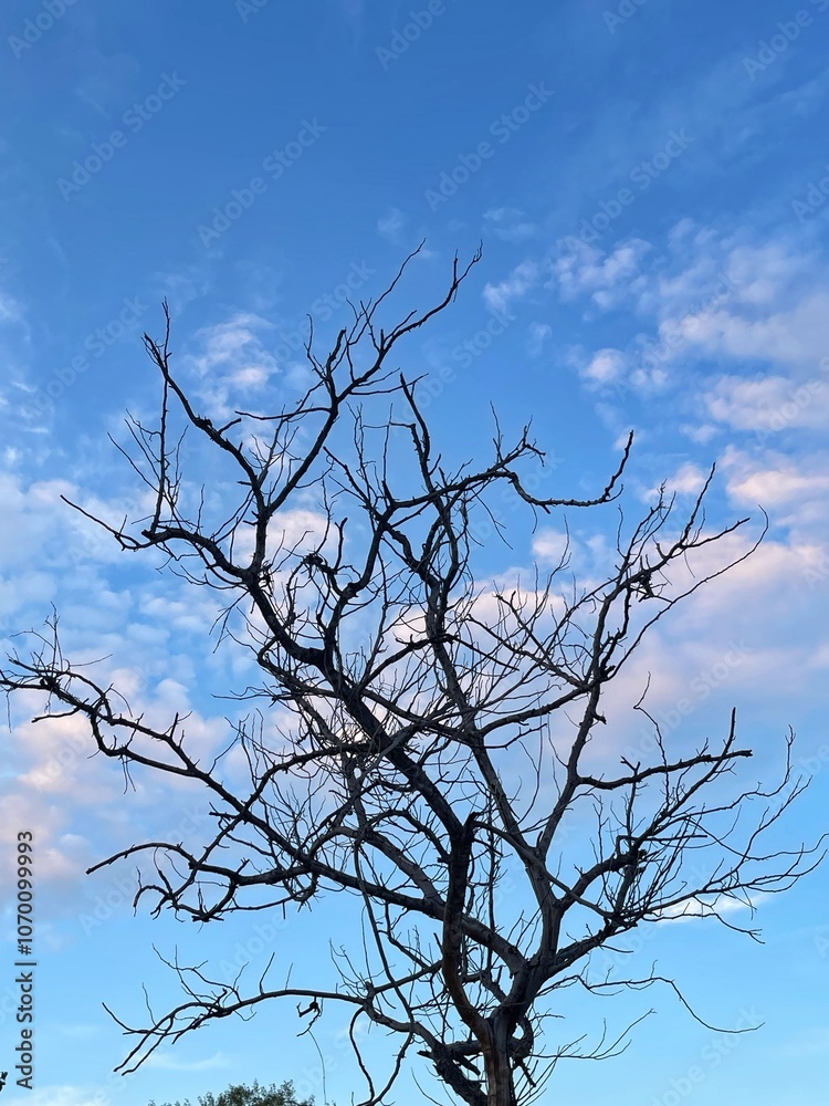 Dry tree branch on cloudy blue sky background. Silhouette of tree branches against the blue sky with white clouds.
Dry tree branch on cloudy blue sky background. Silhouette of tree branches against the blue sky with white clouds.