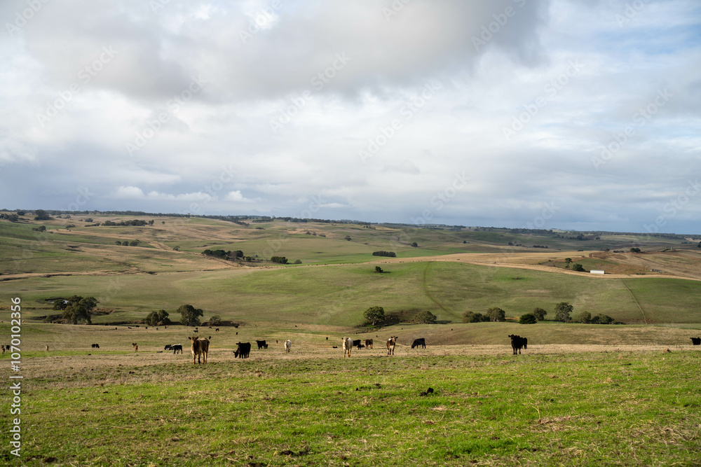 Thin herd of cows in a meadow on a hill on a farm. Thin herd of cows in a meadow on a hill on a farm.