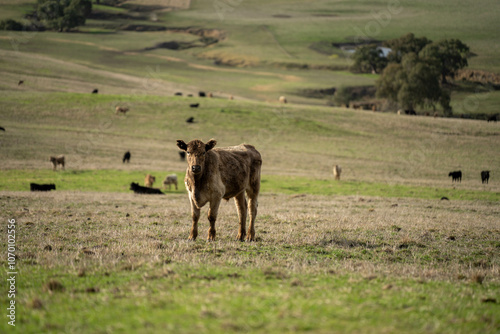 farm cows in a paddock eating grass after summer