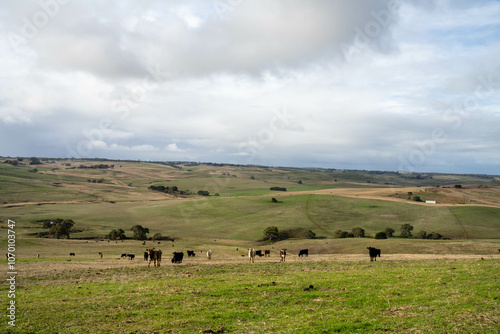 Thin herd of cows in a meadow on a hill on a farm.