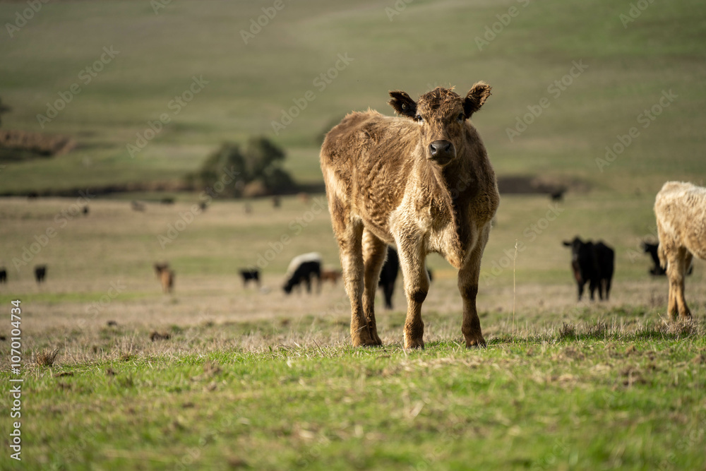 farm cows in a paddock eating grass after summer farm cows in a paddock eating grass after summer
