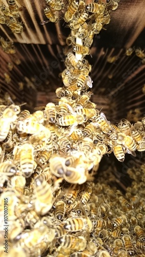 111)Request for removal of Western honey bee ball(Photo taken at 17:11 on july 22, 2015)apis mellifera photo