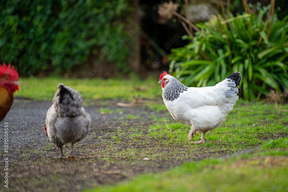 free range chicken farm in australia, pasture raised eggs on a regenerative sustainable agricultural farming on green grass in a field free range chicken farm in australia, pasture raised eggs on a regenerative sustainable agricultural farming on green grass in a field
