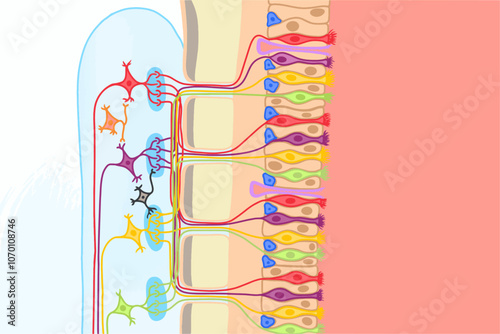 Vector illustration of the olfactory bulb and olfactory epithelium photo