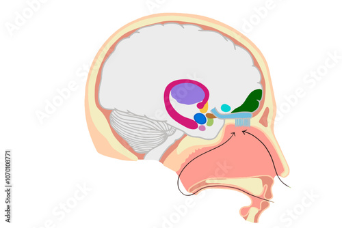 Vector illustration of the olfactory system within the human brain