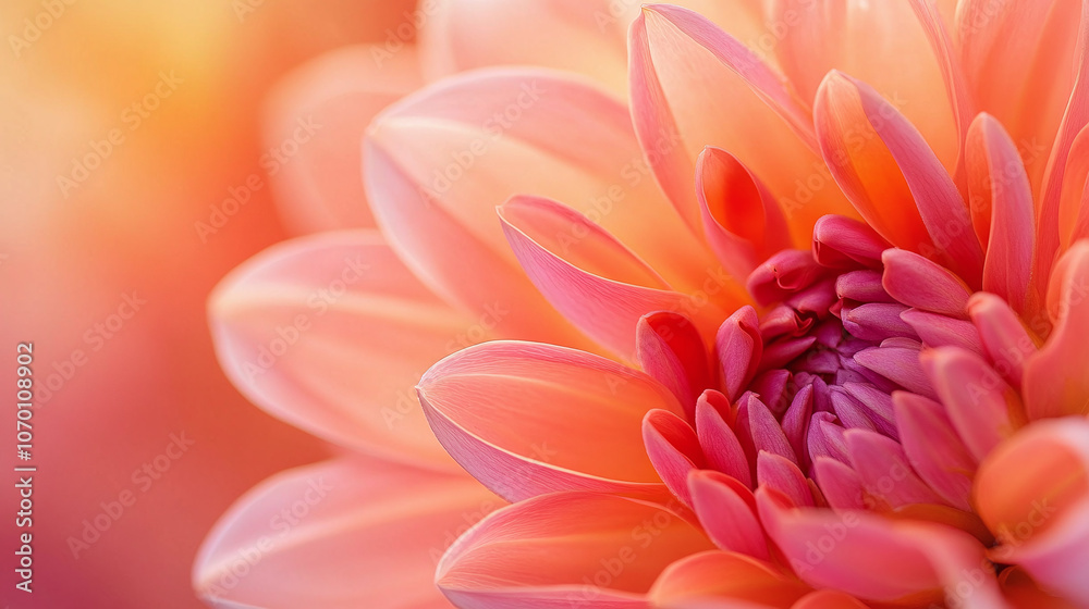 Close-up macro shot of dahlia petals with soft pink and orange hues, capturing the delicate texture and gradient colors in a floral abstract composition. Close-up macro shot of dahlia petals with soft pink and orange hues, capturing the delicate texture and gradient colors in a floral abstract composition.