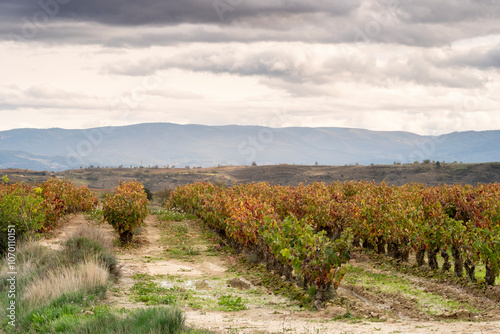 A serene vineyard row set against a backdrop of distant mountains, harmonizing the pastoral beauty of agriculture with the grand majesty of the landscape in La Rioja Spain