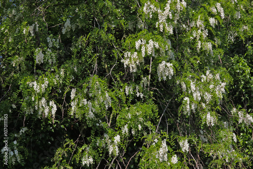 Fleurs de Robinier photo