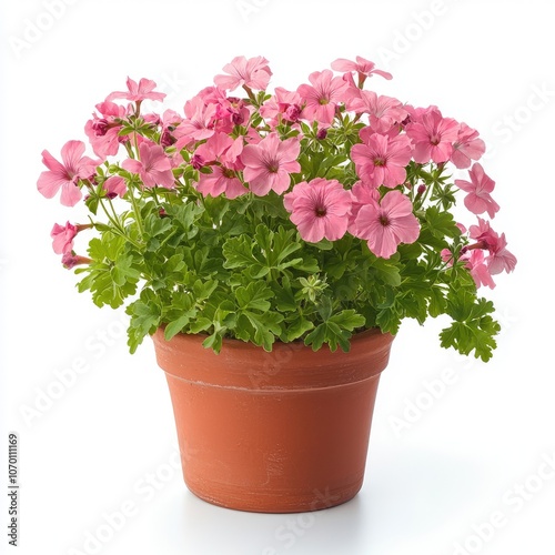 Pink flowers in a terracotta pot.