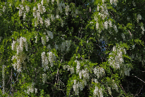 Fleurs de Robinier photo