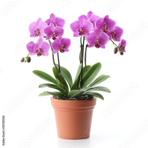 Pink Orchid plant in brown pot.