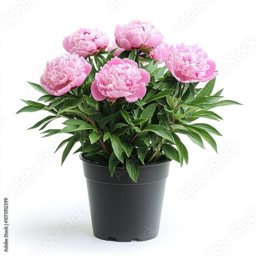 Pink peonies in a black pot.