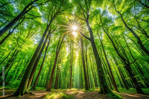 Canopy of Lush Green Trees Enhancing Carbon Neutrality and Zero Emissions in a Serene Forest Landscape, Emphasizing Nature's Role in Climate Solutions and Sustainability