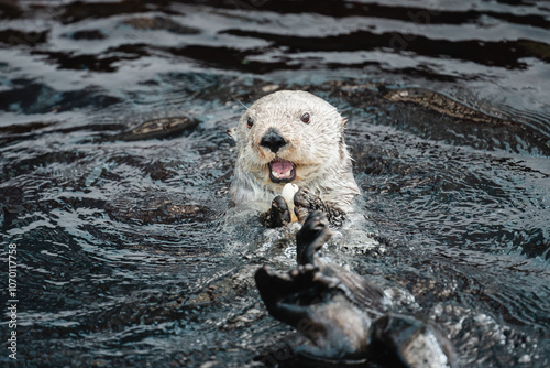 Beautiful sea otter playing in the water inside the Oceanographic aquarium in lisbon