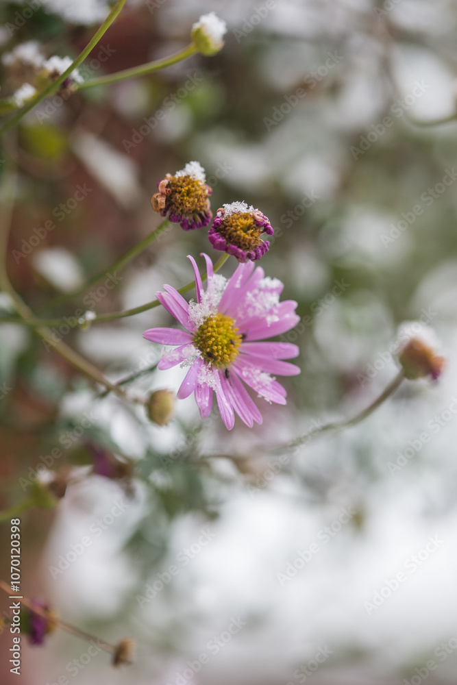 First snowfall in the garden, trees and flowers covered with snow First snowfall in the garden, trees and flowers covered with snow