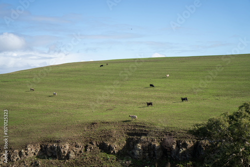 growing crops in a field on a grain wheat annd barley with pasture on a cow farm in spring