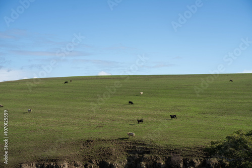 growing crops in a field on a grain wheat annd barley with pasture on a cow farm in spring photo