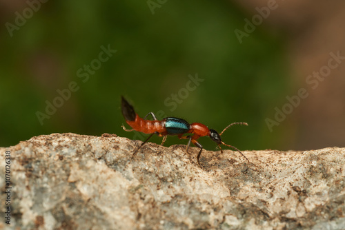 Details of a Fire Bug on a rock - Paederus photo