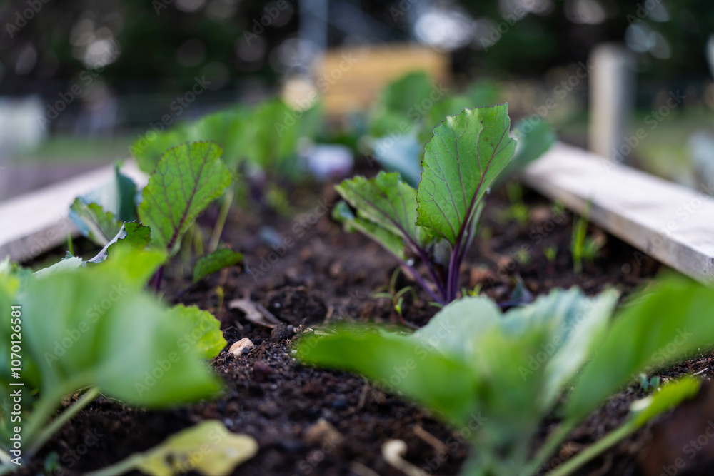 growing vegetable, with cabbage and broccoli plants in a garden and field on a farm growing vegetable, with cabbage and broccoli plants in a garden and field on a farm