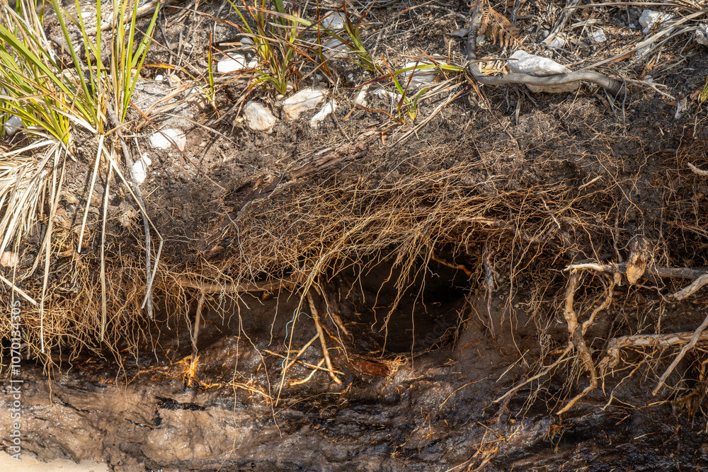 soil profile of land with soil layers of dirt, roots, organic matter, and plants soil profile of land with soil layers of dirt, roots, organic matter, and plants