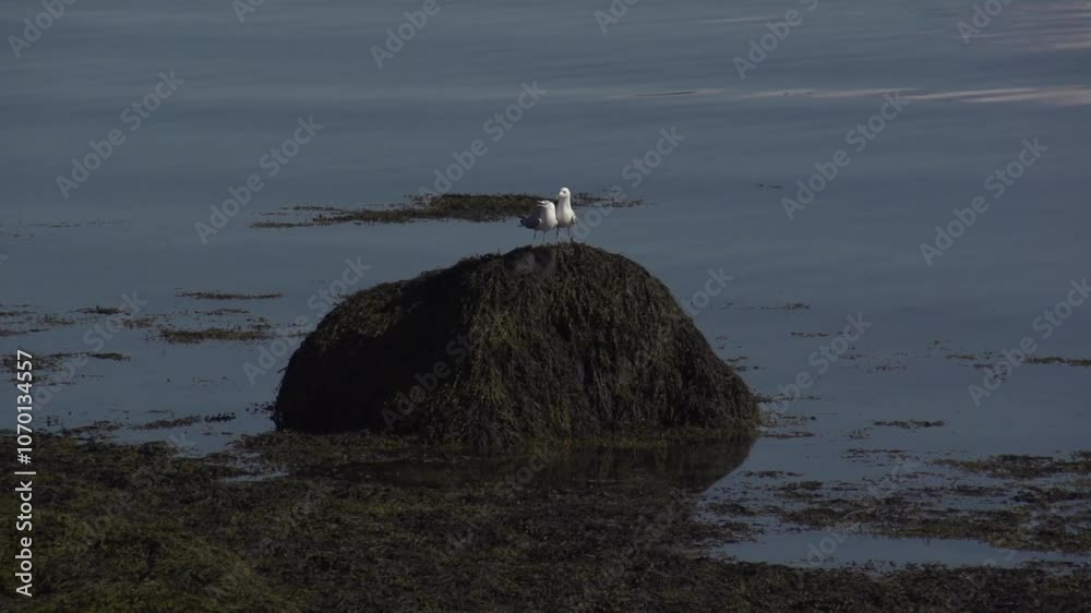 Mouette Norvège