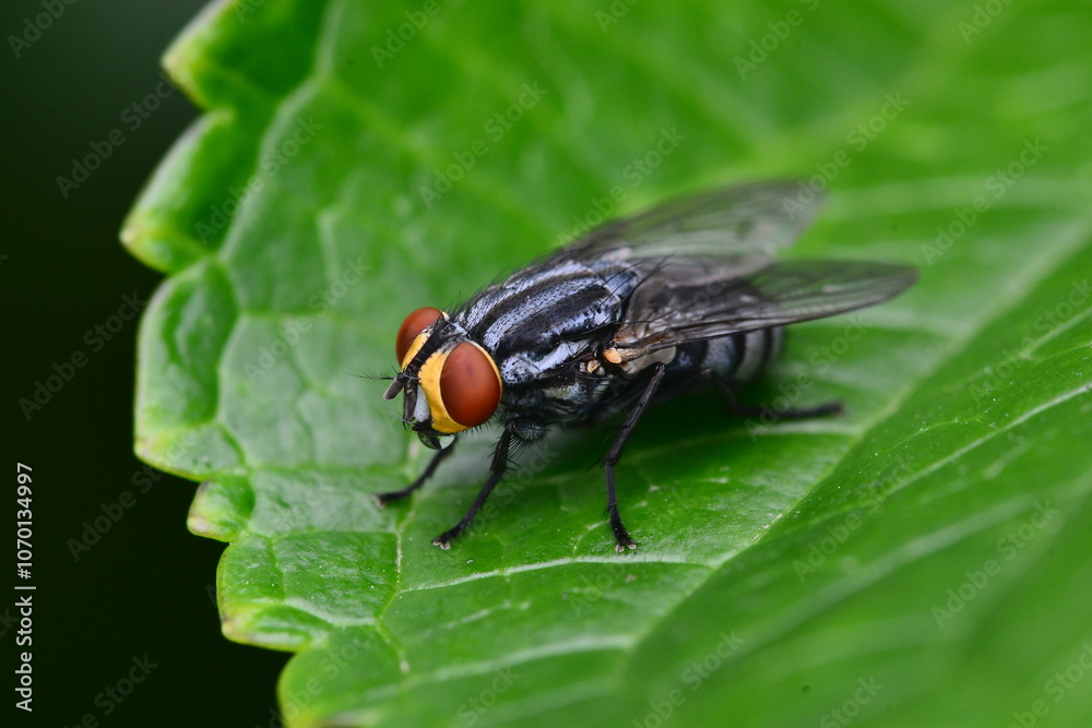 mosca mosca