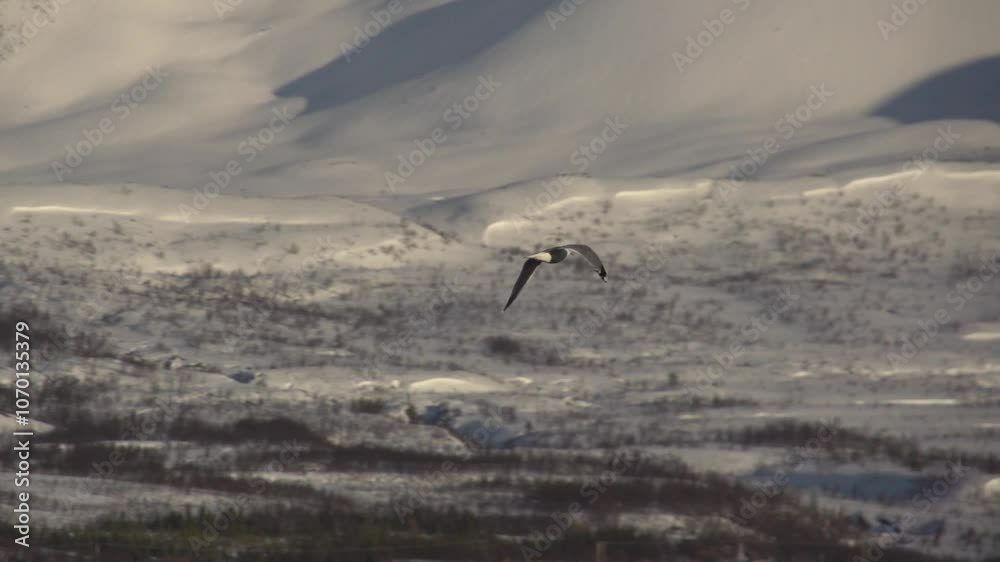 Mouette sur Montagne