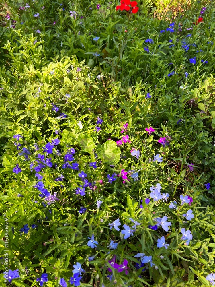 flowers in the garden