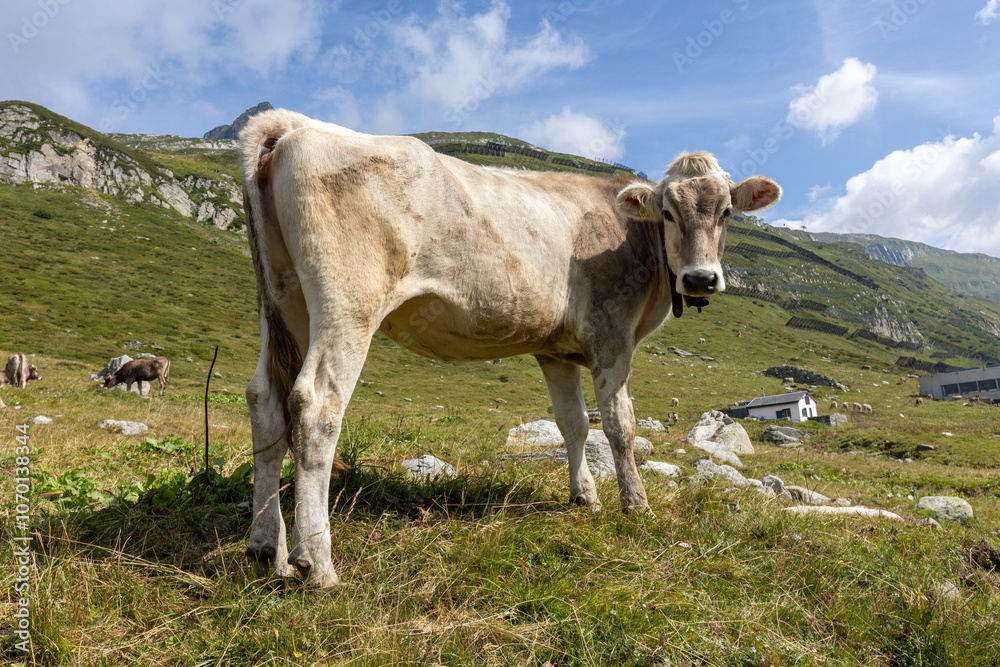 Portrait of a Swiss cow grazing in the mountains on a summer day. Portrait of a Swiss cow grazing in the mountains on a summer day.