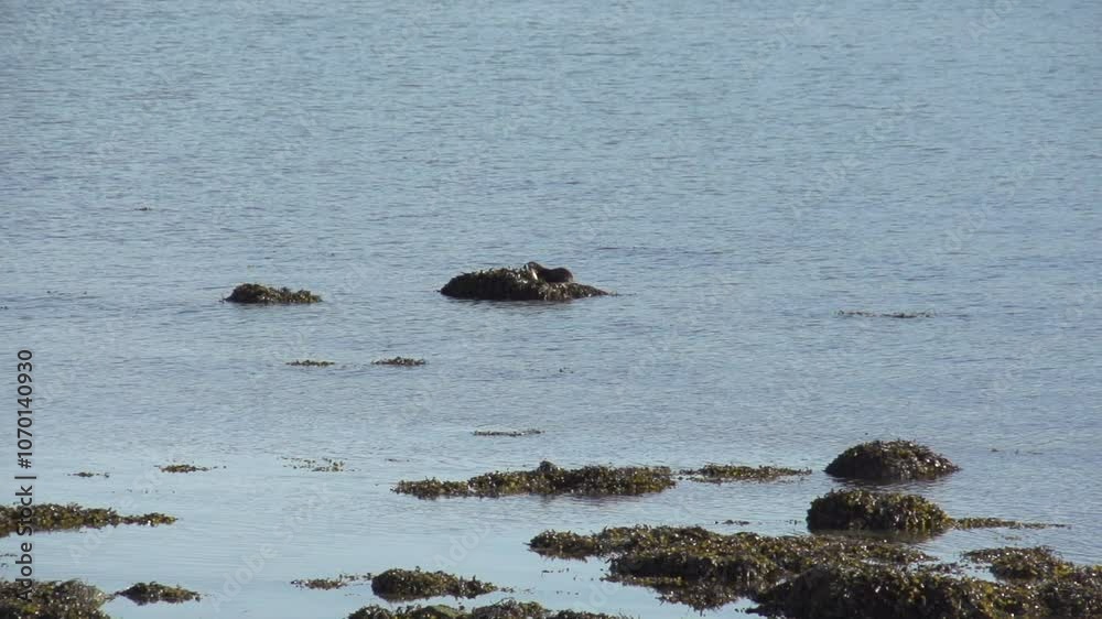 Loutre mer