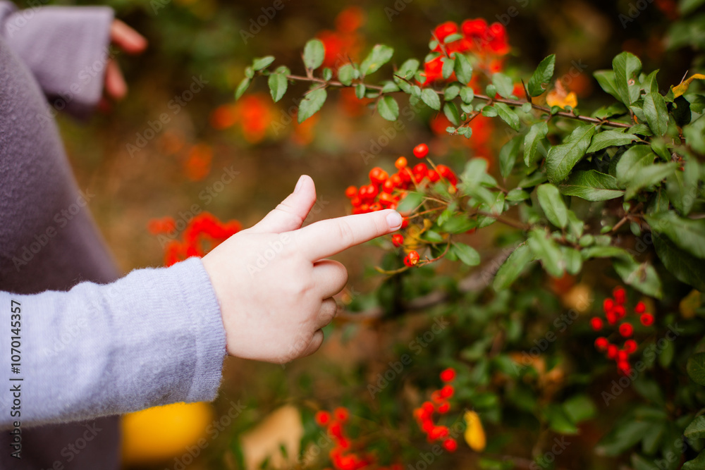 Close-up of a child small finger pointing at orange berries on a bush in the park Close-up of a child small finger pointing at orange berries on a bush in the park