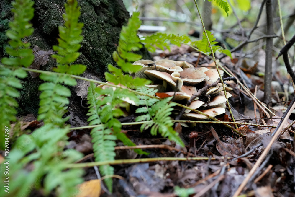 Cluster of Gilled Mushrooms in Autumn Forest Cluster of Gilled Mushrooms in Autumn Forest